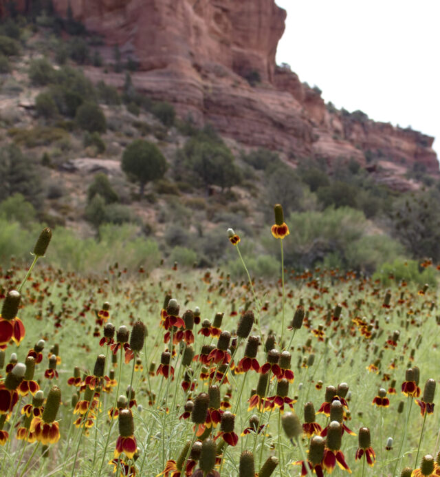 Field of Mexican hat flowers outside our Casitas at Mii amo