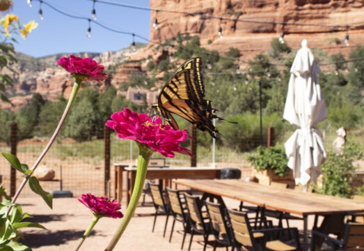 garden tables with butterfly on hot pink flower