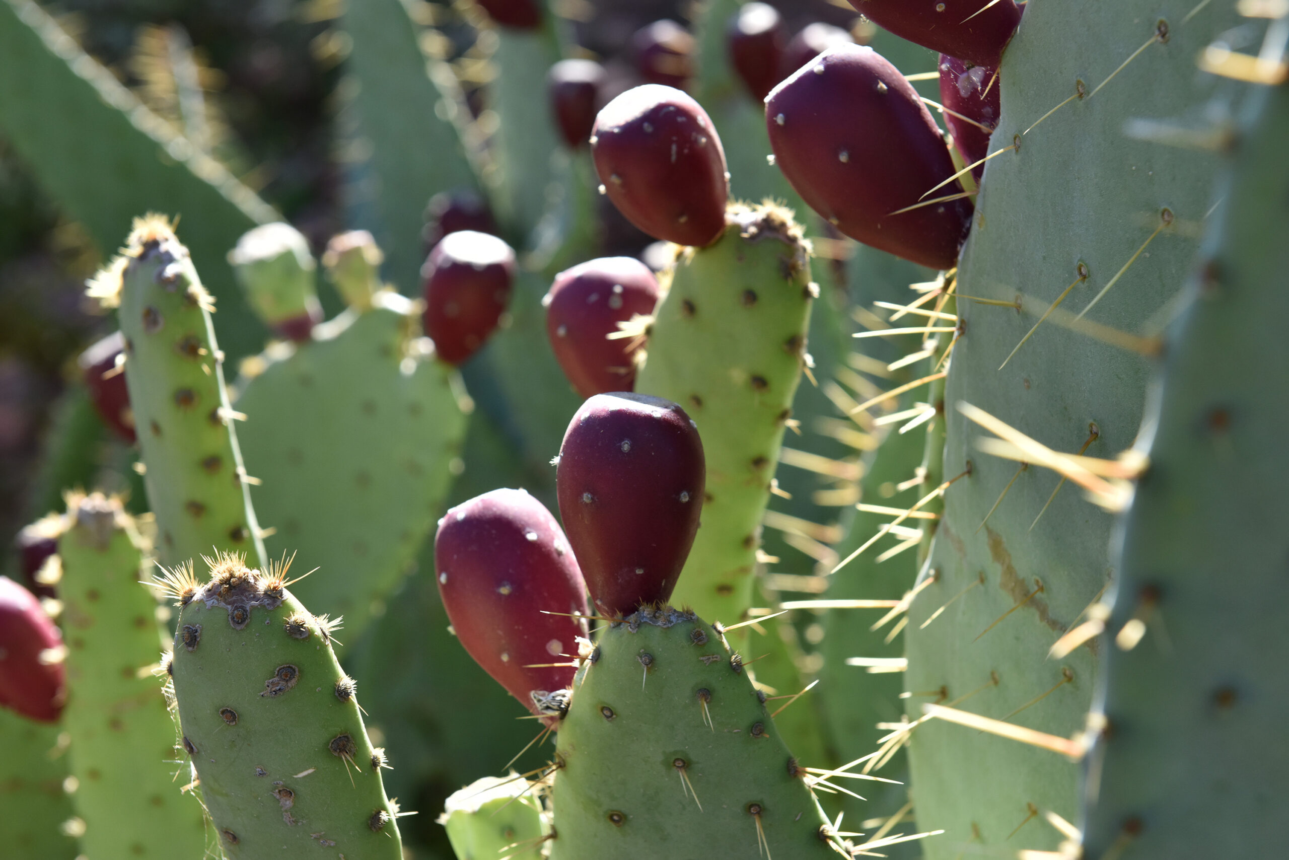 prickly pear cactus