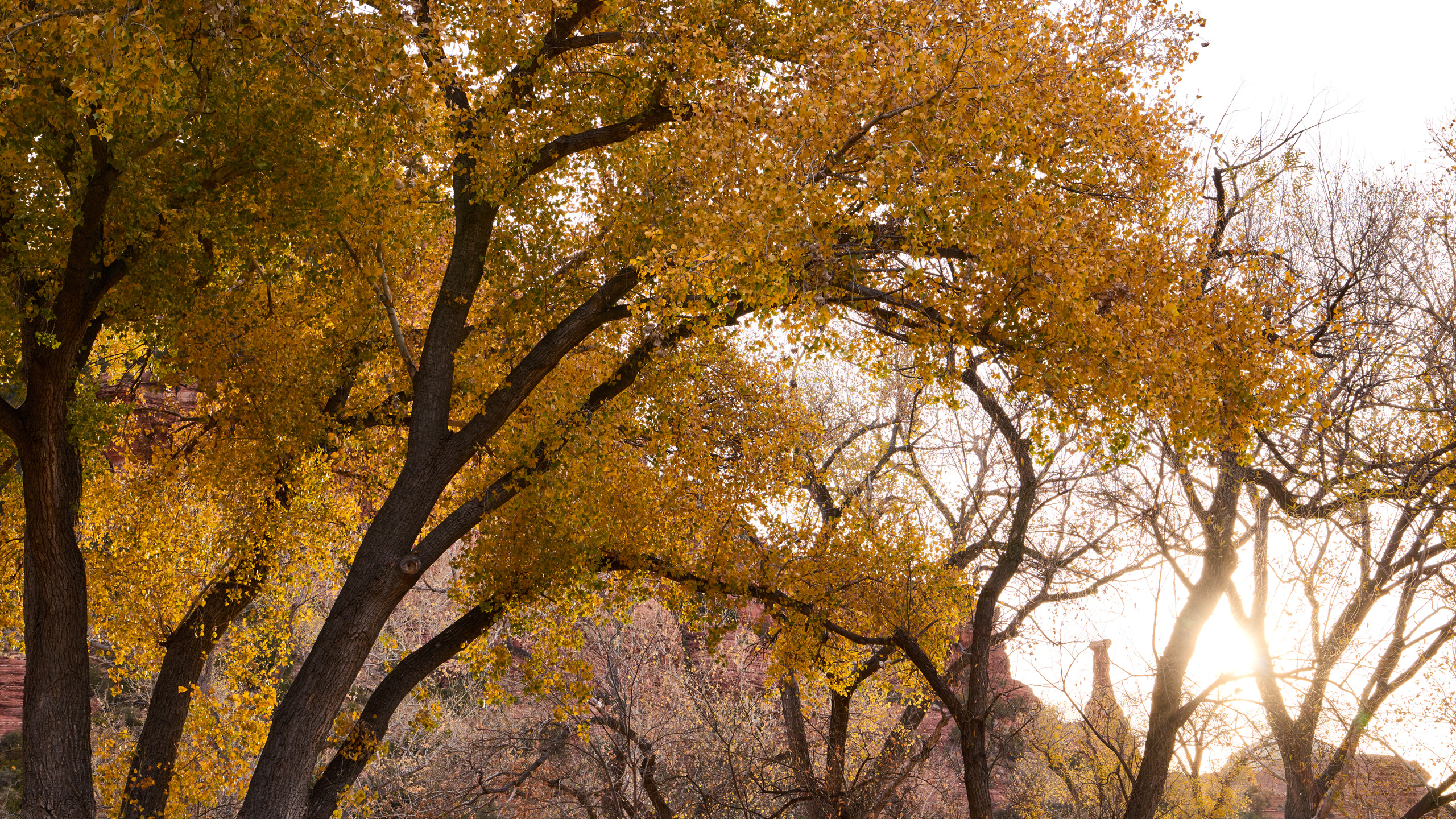 yellow leaves on tree with kachina woman red rock formation