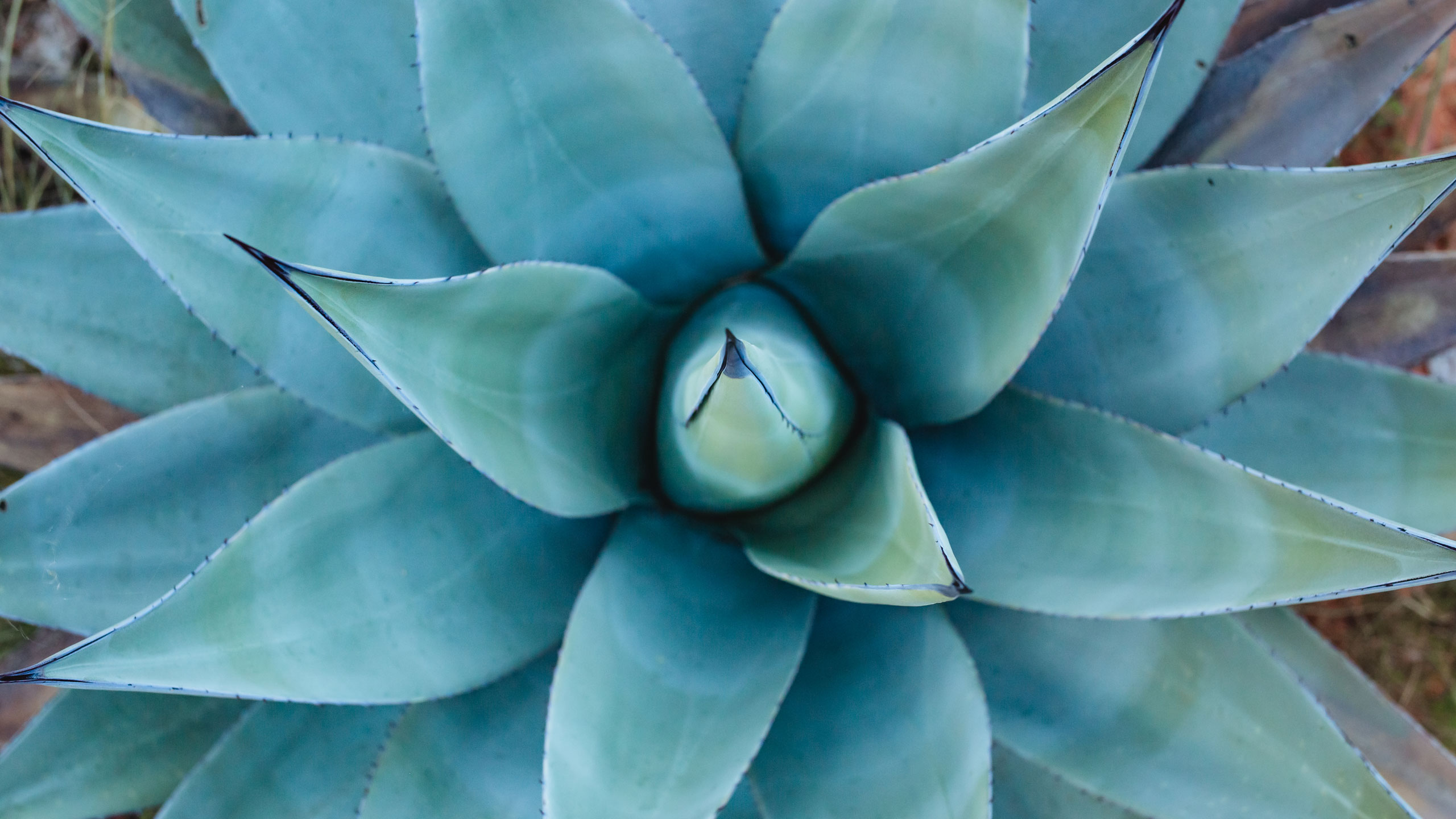 agave close up