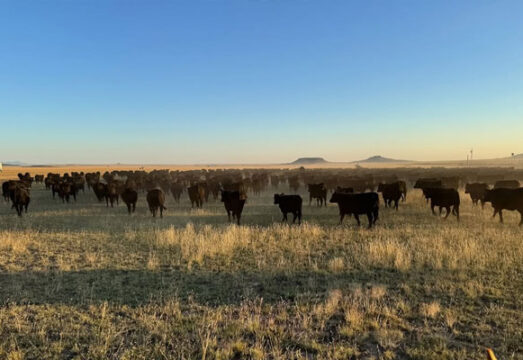 ranch and cattle