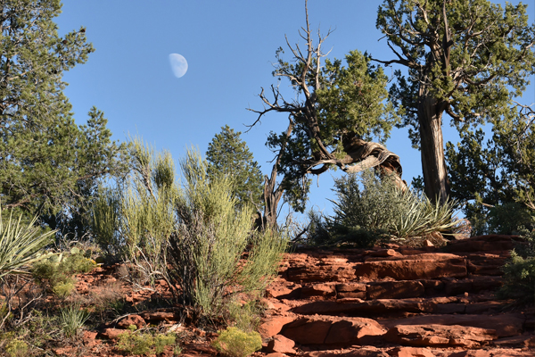 moonrise over trail