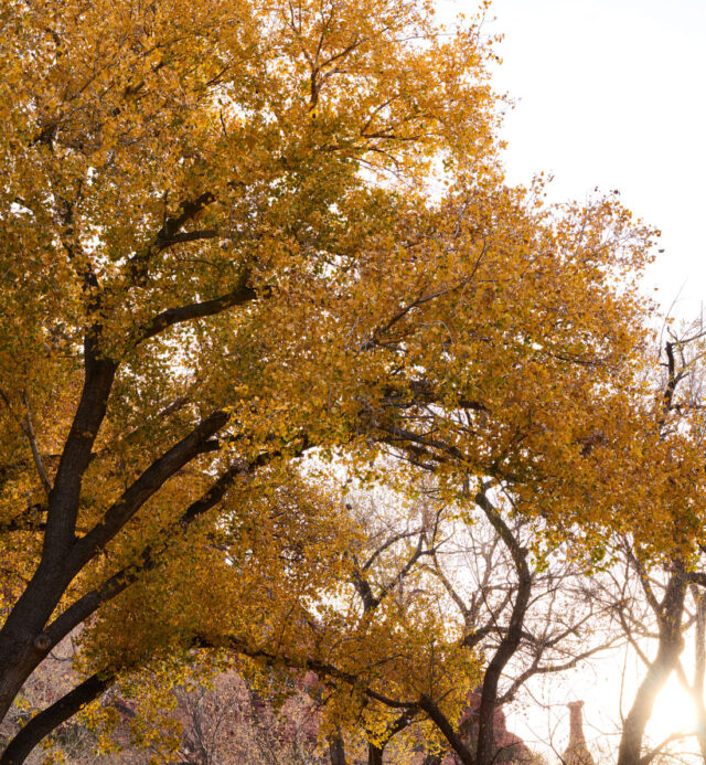 yellow fall leaves