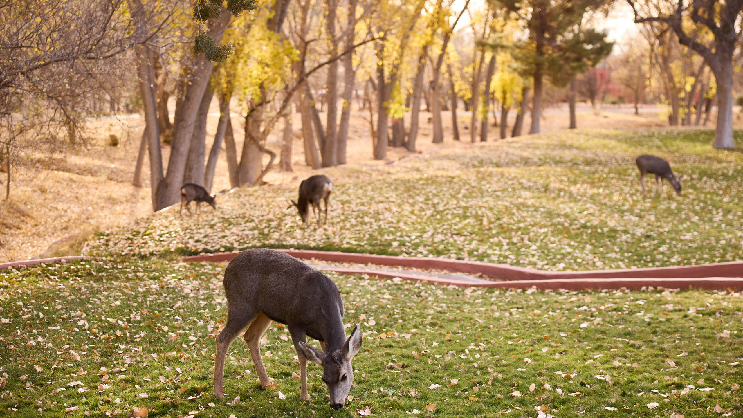 deer and Fall leaves in Boynton Canyon