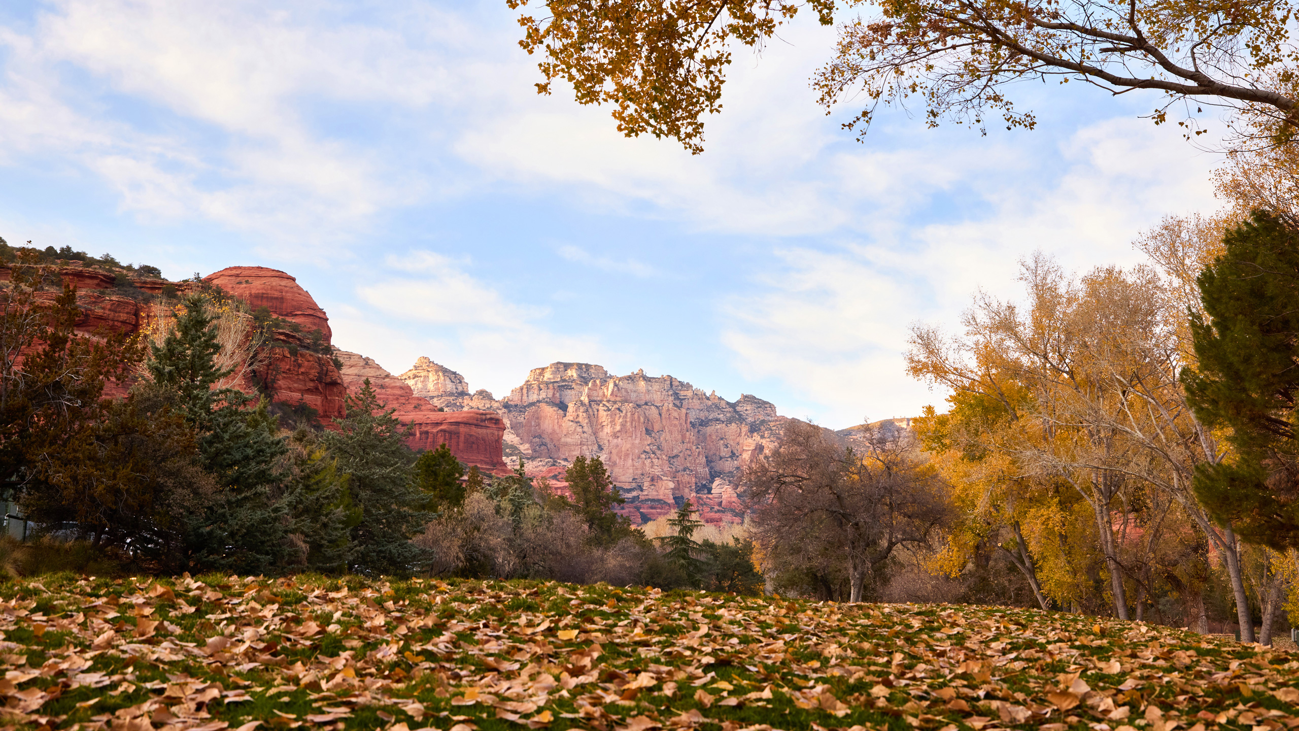 Fall leaves in Boynton Canyon