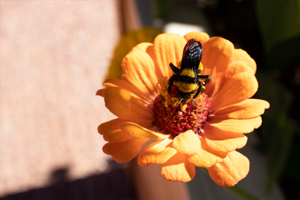 orange flower with bee