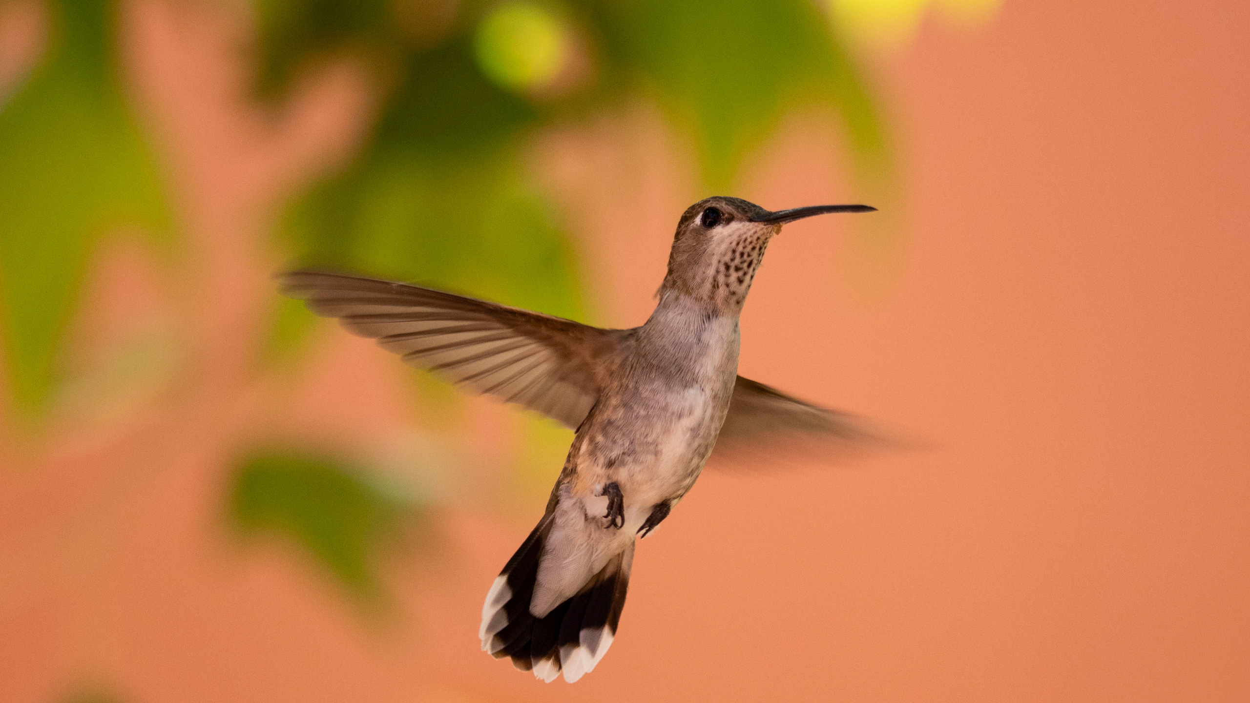 hummingbirds