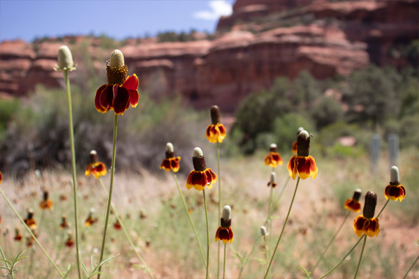 flowers