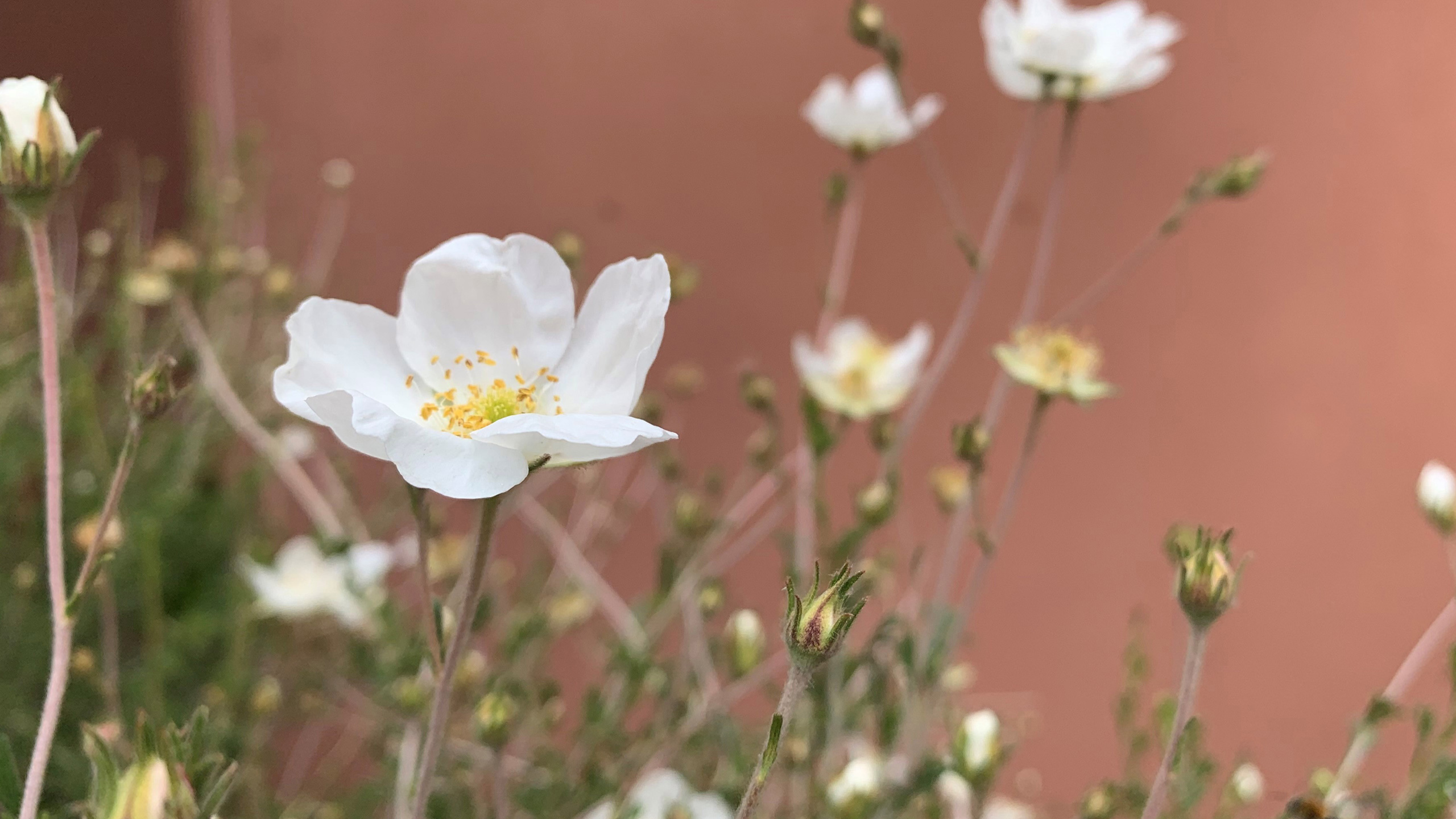 white flowers