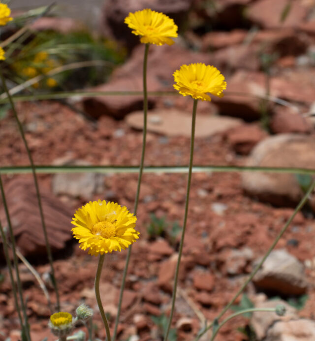 yellow flowers