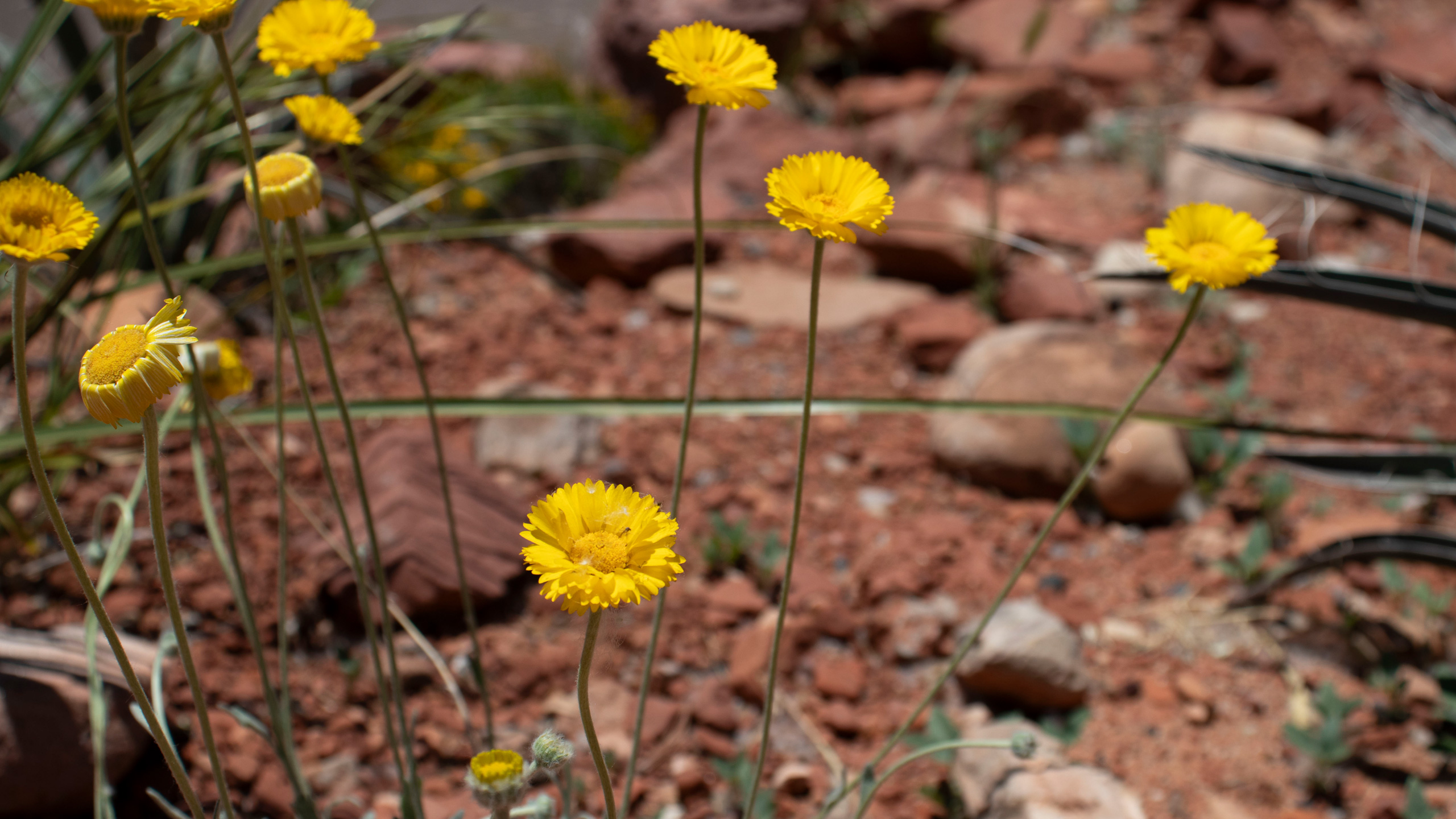 yellow flowers