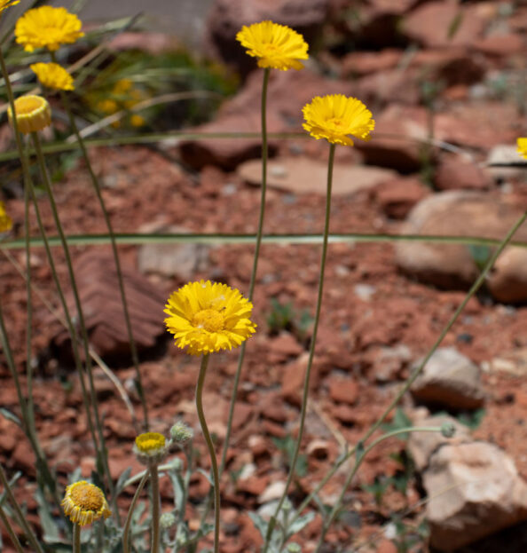 yellow flowers