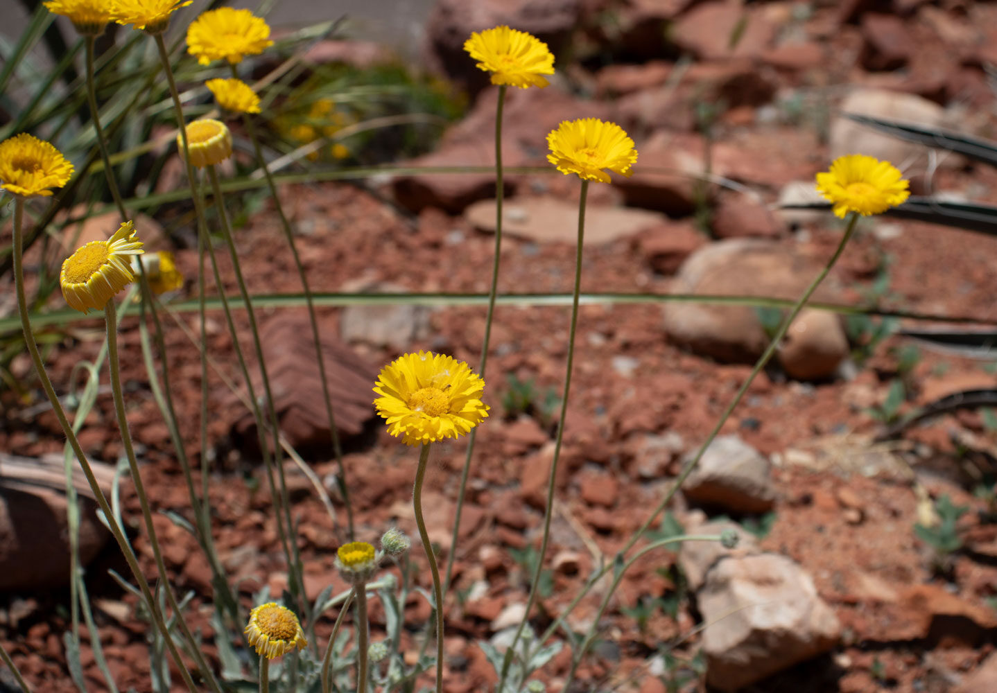 yellow flowers