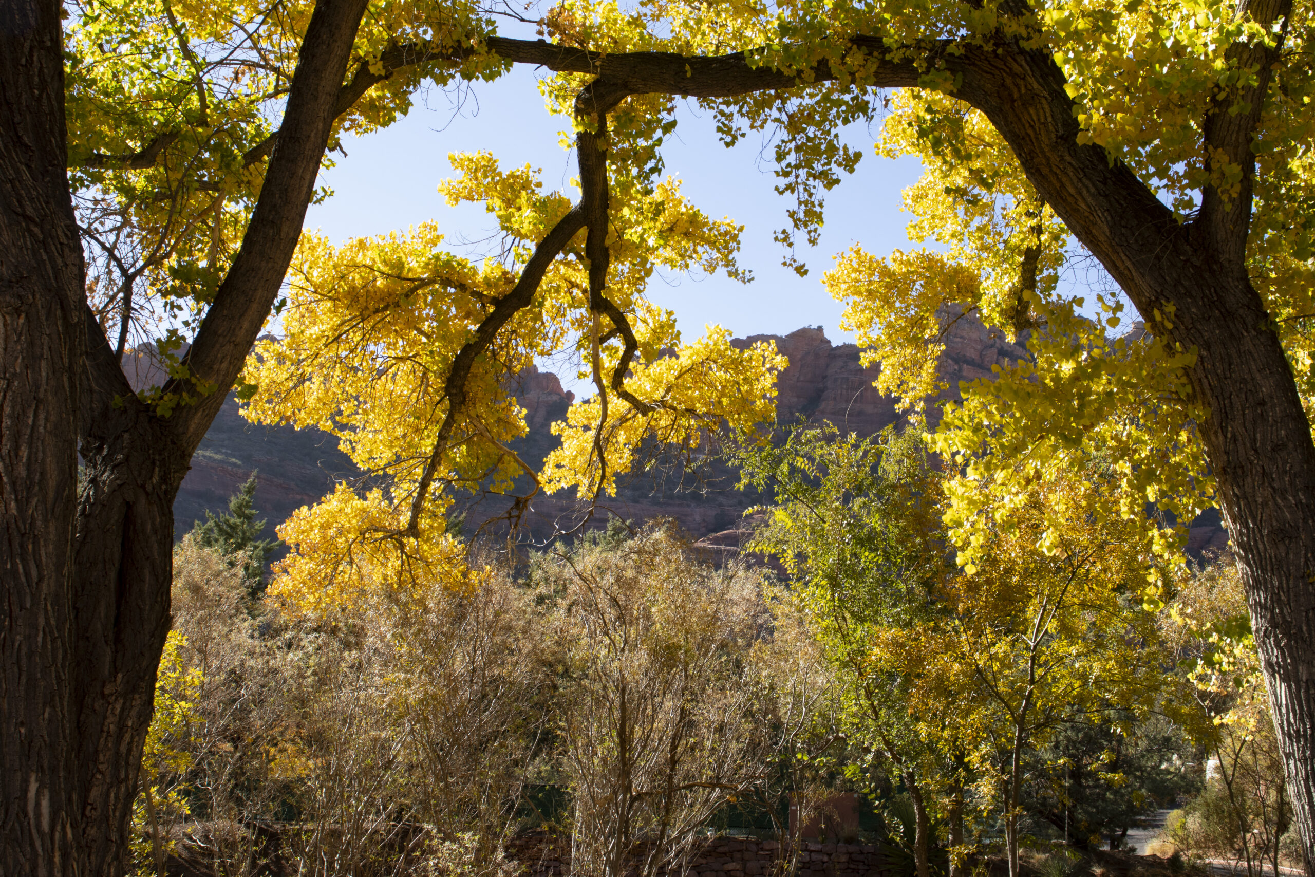 yellow trees